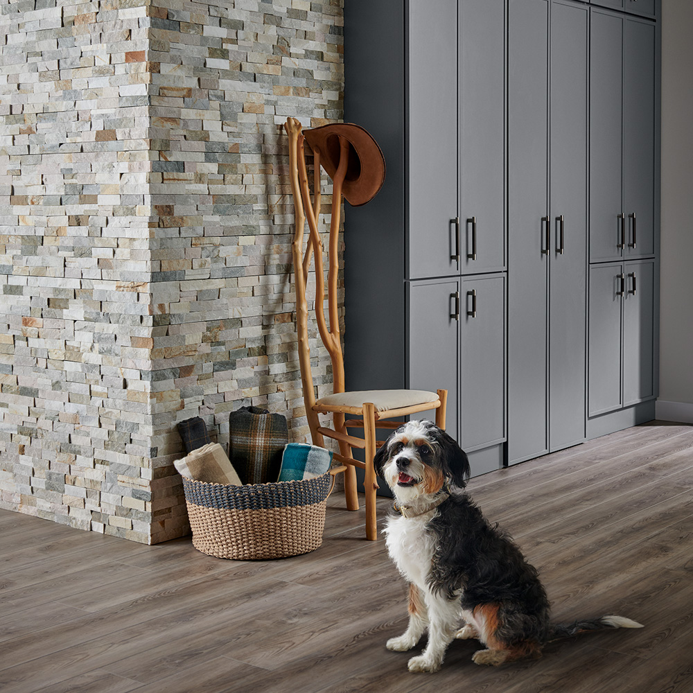 dog sitting in a gray kitchen